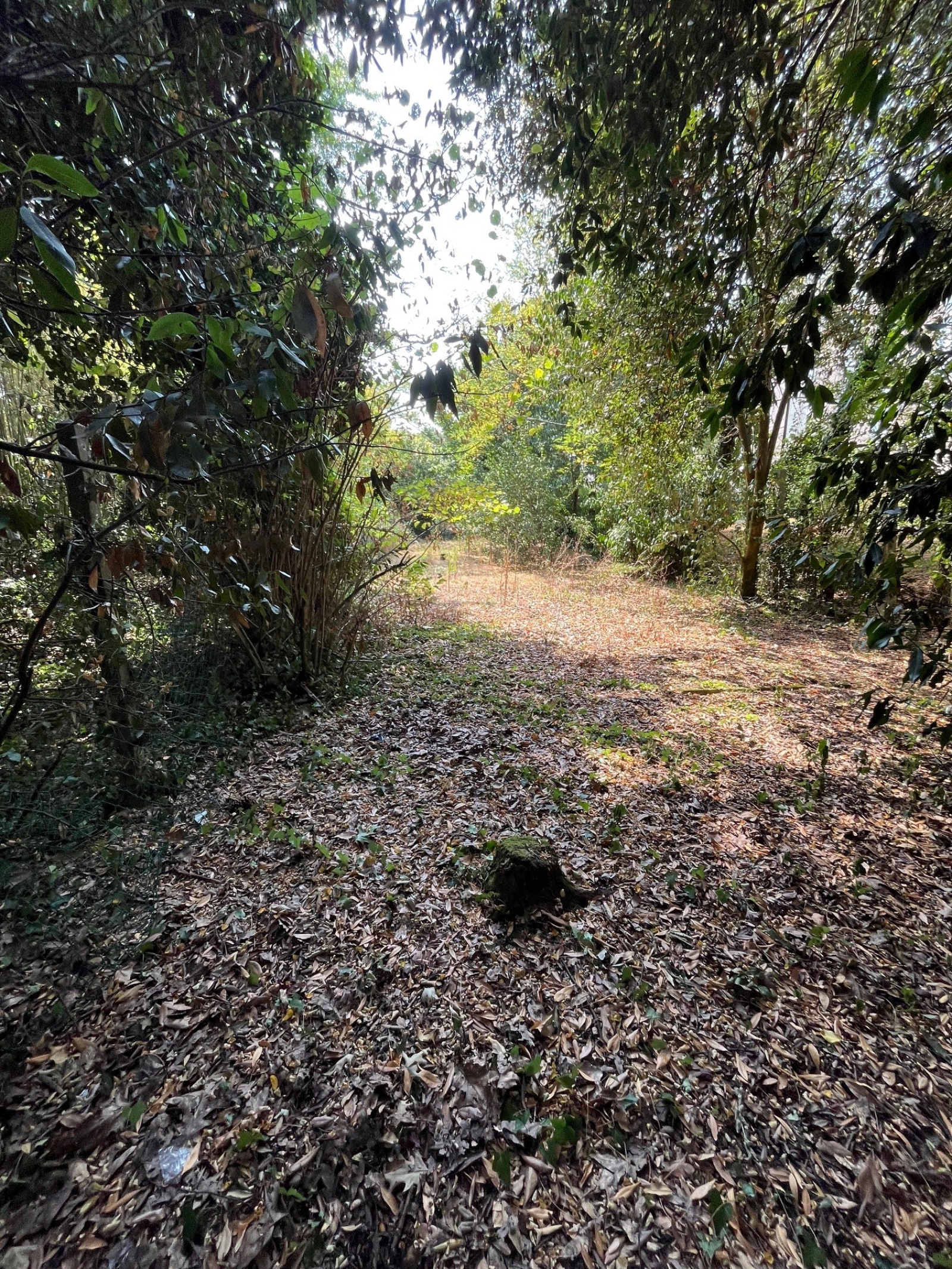 Image_, Appartement, Pessac, ref :RCVAP180017738