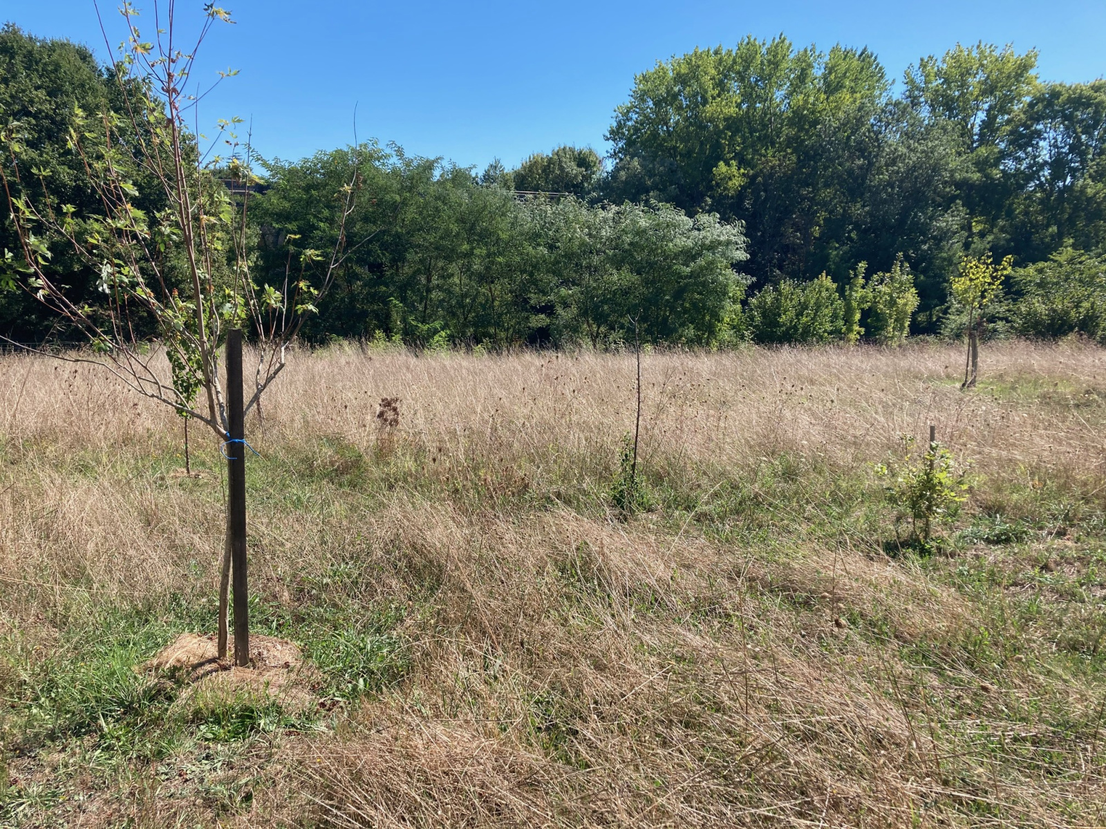 Image_, Terrain, Bazas, ref :Z5