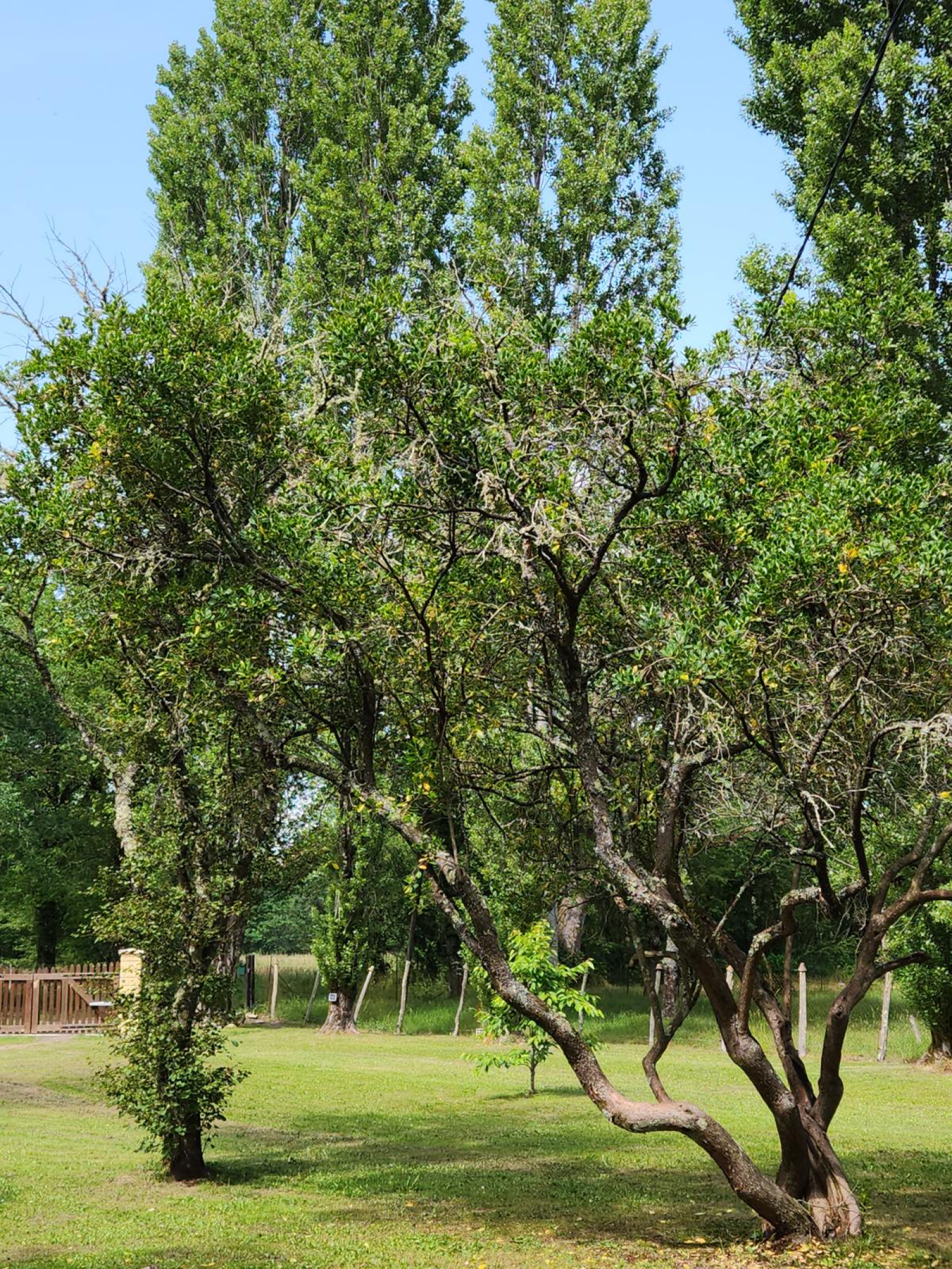 Image_, Maison, Préchac, ref :199