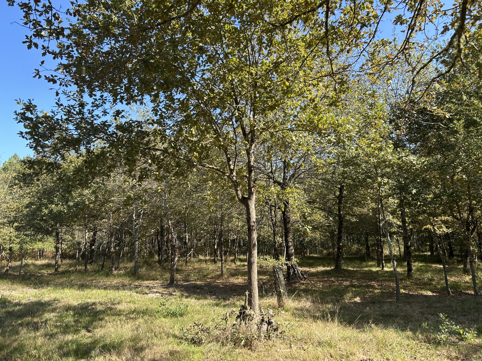 Image_, Maison, Bazas, ref :389