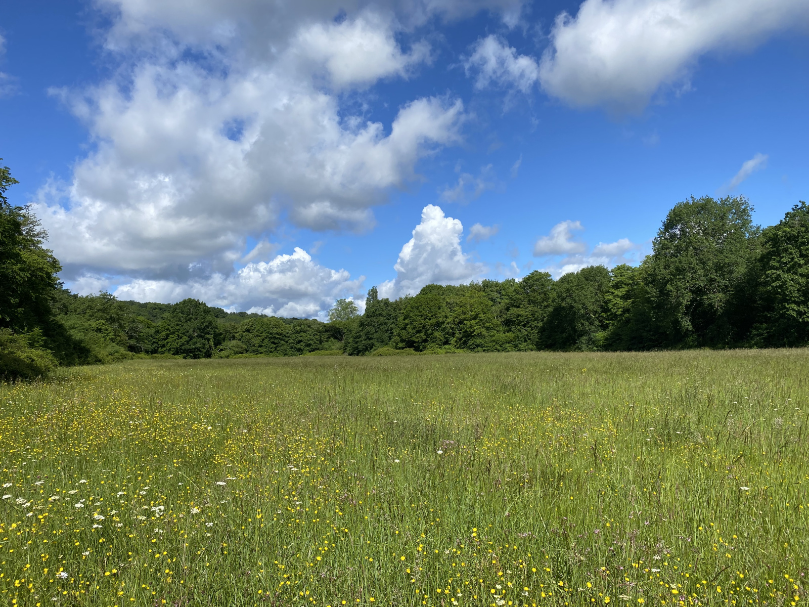 Image_, Maison, Bazas, ref :451